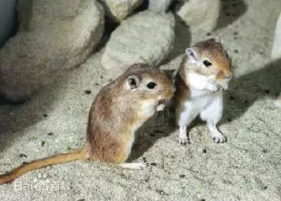 图8。&nbsp;长爪沙鼠Meriones unguiculatus（图片来源：搜狗图片）