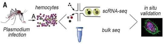 实验流程示意图