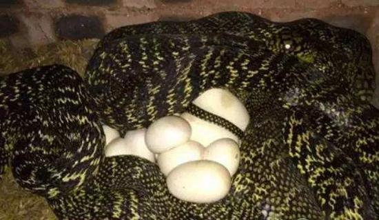 地栖的王锦蛇为卵生（图片来源于网络）
