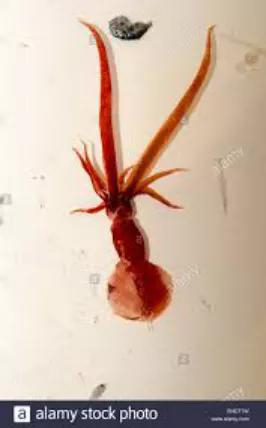 鞭乌贼的两条长长的触腕，覆盖着触腕鞘。图片来源：Mastigoteuthidae High Resolution Stock Photography and Images - Alamy