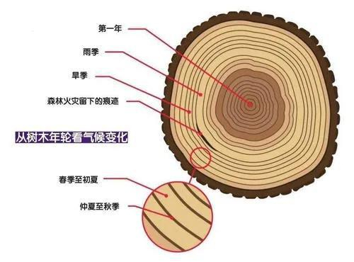 年轮与气候变化
