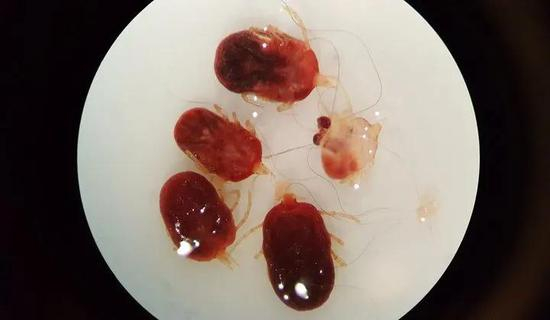 一种寄生在蝙蝠体表的蜱虫