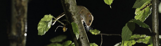 榛睡鼠，图片来源 wildlifetrusts