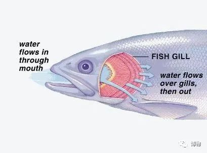 鱼鳃过滤