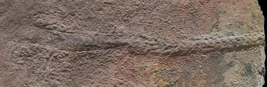 这块来自中国南方的化石显示的是蠕虫状生物穗状夷陵虫（Yilingia&nbsp;spiciformis，右）——在其海底遗迹的末端。来源：陈哲/南京地质古生物研究所、肖书海/弗吉尼亚理工学院。