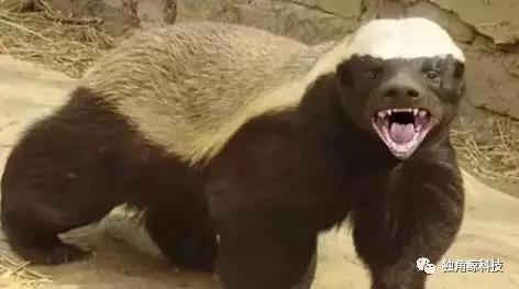 蜜獾