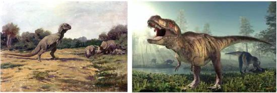 科学家曾认为霸王龙以笔直的三脚架步态站立（左）；后来研究发现，霸王龙的步态是身体与地面接近平行（右）。|维基百科，the Conversation