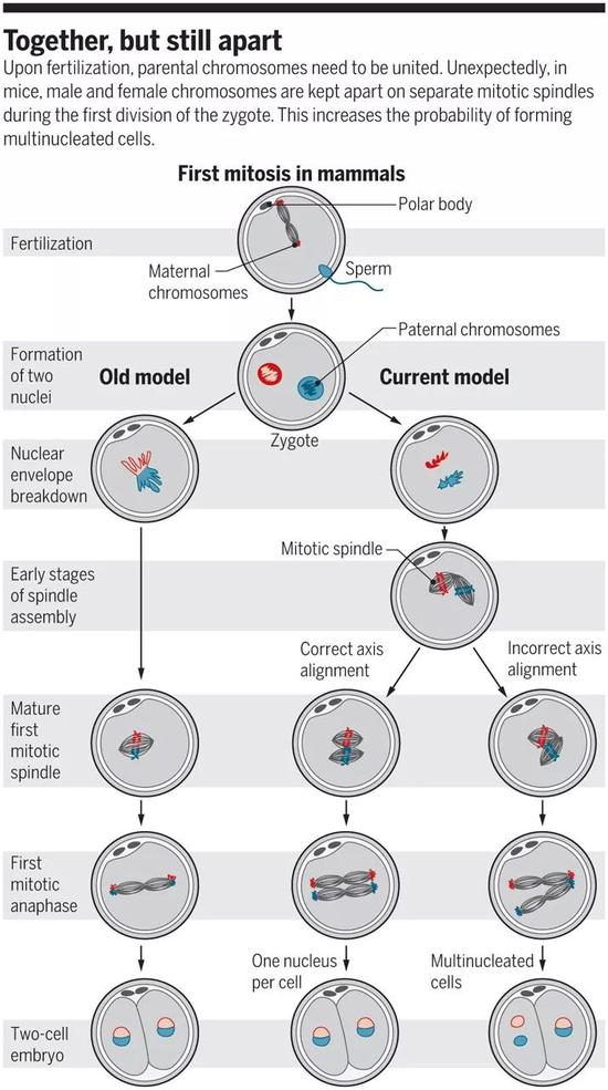 ▲本研究的示意图（图片来源：《科学》；GRAPHIC： N。 DESAI/SCIENCE）