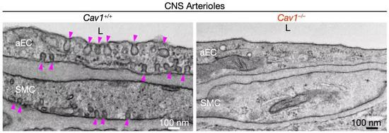  ▲&nbsp;控制小窝形成的基因敲除前（左）和敲除后（右）