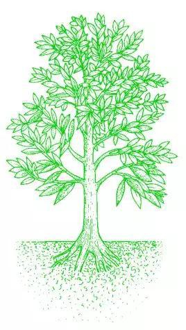 图3&nbsp;种子蕨舌羊齿