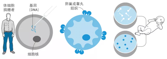 从体细胞到胎儿的路线图。来源于正常人的体细胞如皮肤细胞，经过分化诱导和卵巢或睾丸组织提供的细胞内环境，变成成熟的卵子或精子，卵子或精子经过体外受精变成胚胎，移植到子宫后可以诞生出婴儿&nbsp;图源：Guardian graphic。