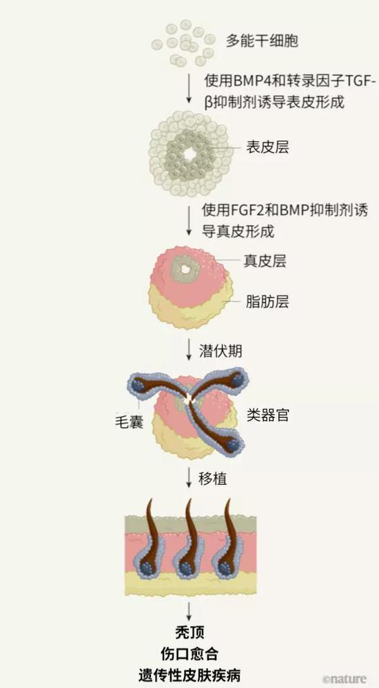 　　图1 |体外培育的皮肤组织或成为未来新的临床治疗方法。Lee 的团队[2]在体外将人类多能干细胞培养成球形的皮肤样结构——称为类器官。他们首先使用BMP4和转录因子TGF-β抑制剂诱导表皮形成；随后又使用生长因子FGF2和BMP抑制剂处理细胞，诱导颅神经嵴细胞分化，从而形成真皮（ 脂肪细胞层也在此阶段形成）。经过一段相对较长的潜伏期（70余天）后，类器官中便形成了相对完整的皮肤细胞，其中包括大约50个毛囊。当类器官植入皮肤后，毛囊便会自然生发。这些类器官或可用于治疗脱发和遗传性皮肤疾病，并促进伤口愈合。
