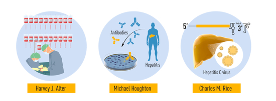 　图2：哈维·詹姆斯·阿尔特（Harvey J。 Alter）进行的输血相关性肝炎的方法性研究表明，一种当时未知的病毒是导致慢性肝炎的常见原因。迈克尔·霍顿（Michael Houghton）使用了一种未经测试的策略来分离这种后来被命名为丙型肝炎病毒的新病毒的基因组。查尔斯·赖斯（Charles M。 Rice）提供了最后证据，证明仅丙型肝炎病毒即可引起肝炎。