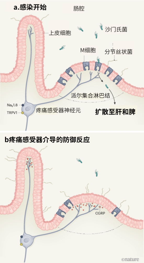 　图1 | 哺乳动物肠道神经元帮助抵御细菌感染。Lai等人报告称，被称为疼痛感受器的一类肠道神经元表达TRPV1和NaV1.8蛋白，可抵御沙门氏菌感染小鼠。a，沙门氏菌离开肠腔进入M细胞（“派尔集合淋巴结”区域的特殊上皮细胞），侵入肠道组织，之后还会扩散到其他器官。分节丝状菌（SFB）属于肠道共生菌，可与M细胞或其他肠道上皮细胞结合，具有控制沙门氏菌感染的能力[13]。b，作者报告称，这些疼痛感受器能协调针对沙门氏菌感染的防御反应，主要表现包括M细胞数量减少和肠道SFB定植增加。这些改变与沙门氏菌感染及肠道外扩散减少具有相关性。Lai等人还指出，疼痛感受器主要依靠分泌神经肽CGRP调节M细胞的数量以及SFB水平。