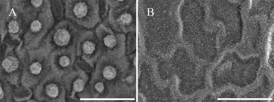 扫描电镜下莲叶表皮蜡质结构图