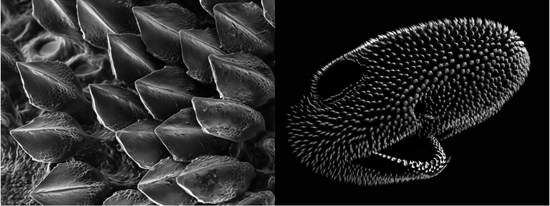 鲨鱼头部皮齿的排布形成图灵斑图。|Rory Cooper/QuantaMagazine