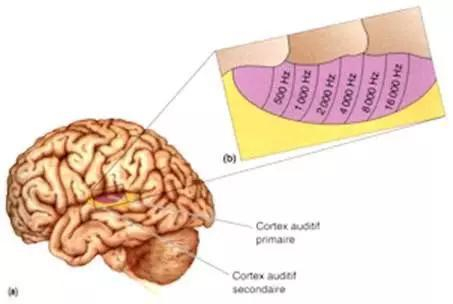 （与听觉感知和音乐记忆有关的黑索氏回（Heschl‘s gyrus）（图片来源：www.fmritools.com/kdb/grey-matter/temporal-lobe/superior-temporal-heschl/index.html）