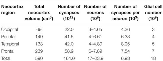 人类大脑新皮层中神经元和突触的数量