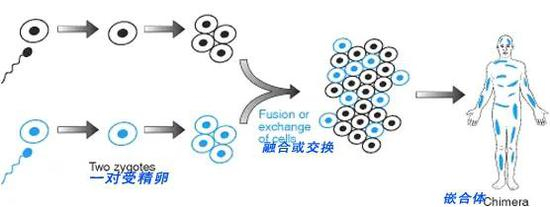 一种嵌合体形成的原理图&nbsp;来源&nbsp;|&nbsp;sciencenet.cn