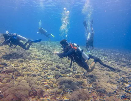 潜水员正在对地震后的珊瑚礁进行观察记录