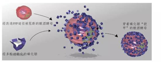 酿酒酵母和磷化铟的组装过程 （图片来源：Junling&nbsp;Guo&nbsp;et&nbsp;al。， 2018， Science）