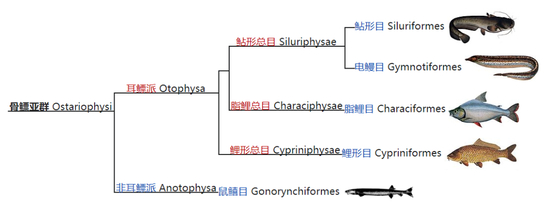 电鳗的分类地位 来源丨维基