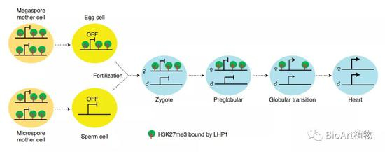 图1：染色质状态介导的植物“冬季低温记忆”母系遗传机制