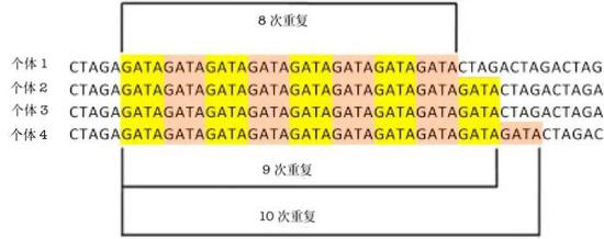 同一STR位点，在不同个体中，其基本单位的重复次数也有较大差异。|ScienceDirect