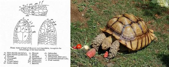 左：蛇头的鳞片，右：非洲马刺龟（图片来源：wiki）