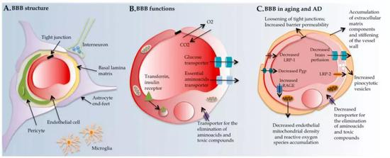 ▲&nbsp;血脑屏障（DOI：10.1186/1750-1326-8-38）