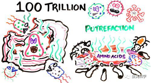 （图片素材来源自AsapSCIENCE）