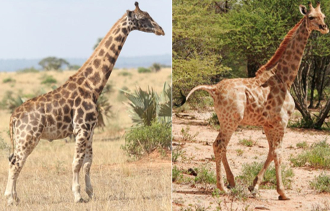 　左图为吉姆利，右图为奈杰尔。奇怪的是，吉姆利尽管腿短，但颈部的长度却高于平均水平。