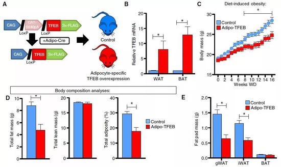 ▲脂肪细胞内过量表达TFEB的小鼠，吃了高脂饮食却没有长肥肉（图片来源：参考资料[1]）