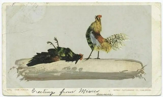 　　斗鸡往往以一方重伤甚至死亡才告结束 | New York Public Library / CCO 1.0 （https：//creativecommons.org/public domain/zero/1.0/）