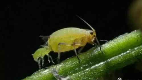 卵胎生的蚜虫（图片来源于网络）