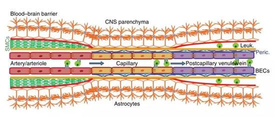 ▲&nbsp;血脑屏障[1]