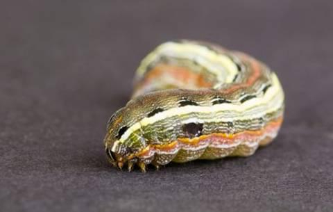  ▲草地贪夜蛾幼虫&nbsp;（图源：TheVaccineReaction）