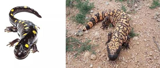 外观相近的斑点钝口螈Ambystoma maculatum（两栖纲，左）与钝尾毒蜥Heloderma suspectum（爬行纲，右）（图片来源：wiki）