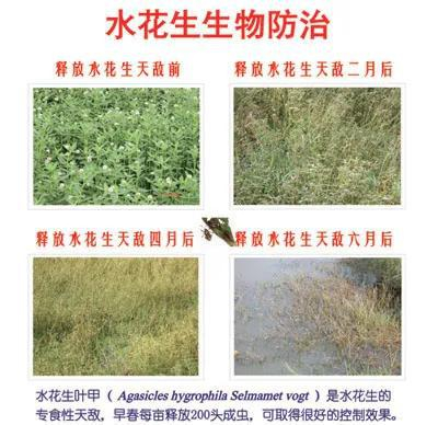 　用莲草直胸跳甲（也叫水花生叶甲）防治空心莲子草的效果。图片来源：农业部网站