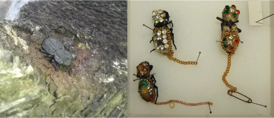 　与周围树皮浑然天成的铁定甲虫（左）和瘤拟步行虫标本制成的装饰品（右），来源：维基百科“瘤拟步行虫”条目