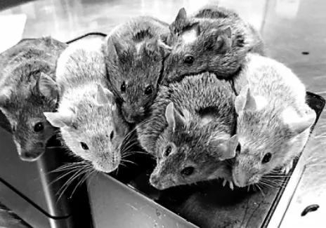 &nbsp;人工卵子加自然精子培育的小鼠 图源：MACMILLIAN PUBLISHER LTD。 &nbsp;