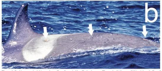 新西兰拍到的虎鲸背上的达摩鲨咬痕。图片来源：（DOI） 10.1578/AM.37.2.2011.111
