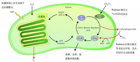 叶绿体中光合作用的原理图（图片来源：Thomas Hauser et&nbsp;al。，2015，Nature plants）