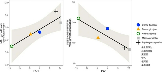 　　经过主成分分析（PCA）后，上述的一组指标的第一主成分与下颌牙弓的长度变化相关（图片来源：原论文）