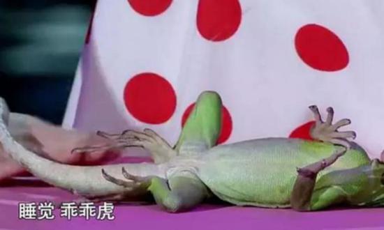 节目中“被催眠”的蜥蜴(图源:《挑战不可能》节目截图)