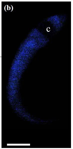 雪茄达摩鲨腹部的发光器。图片来源：Bioluminescence in focus - A collection of illuminating essays （pp.51-65）