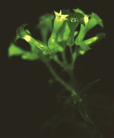 　　▲俄科学家培育的会发光的烟草植株。（图片来源：Planta）