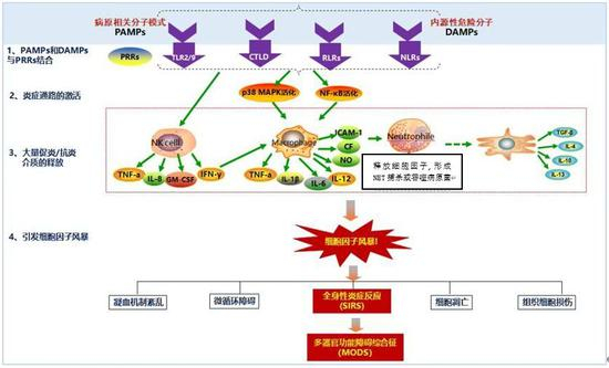  感染性疾病中细胞因子风暴机制示意图（图片来源：“呼吸时间”微信公众号，作者外加小修改）