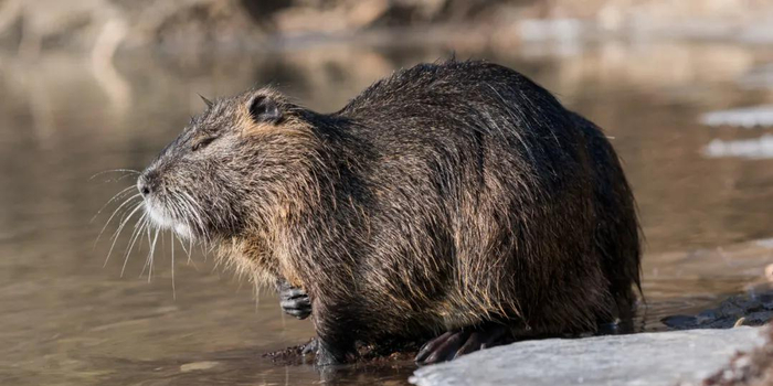 这种毛茸茸的小动物入侵全球破坏力惊人 在美国杀一只可以领6美金 手机新浪网