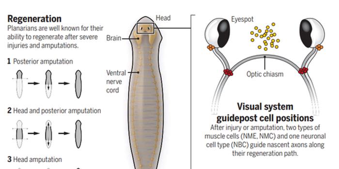切掉的眼睛还能再生 这是什么神奇生物 手机新浪网